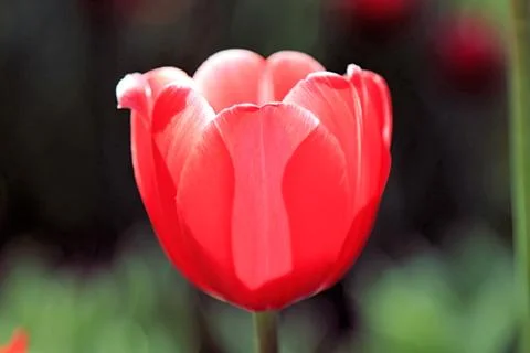 Charming red spring tulip on a beautiful blurry background Stock Photos