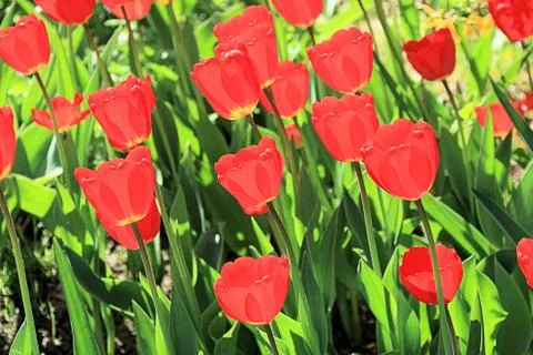Charming red spring tulips in bright sunshine Stock Photos