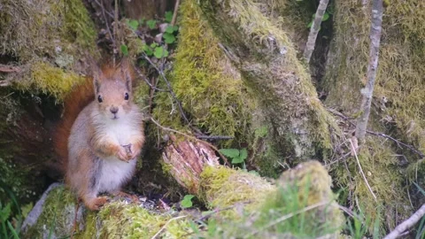 Charming Red Squirrel in Norway Stock Footage 154454695