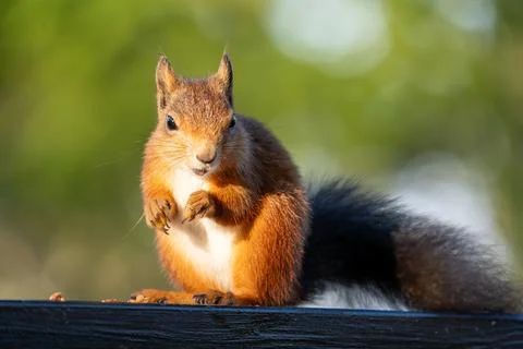 A Charming Red Squirrel Smiling for the Camera While Eating Stock Photos