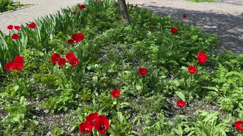 Charming red tulips in a flower bed. Stock Footage 239183211