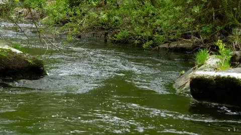 Charming river stream in the forest Stock Footage 81189367