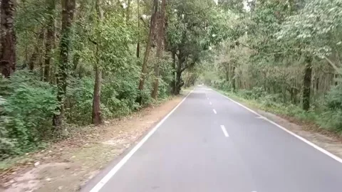 A charming road winds through a dense forest Stock Footage 278052960