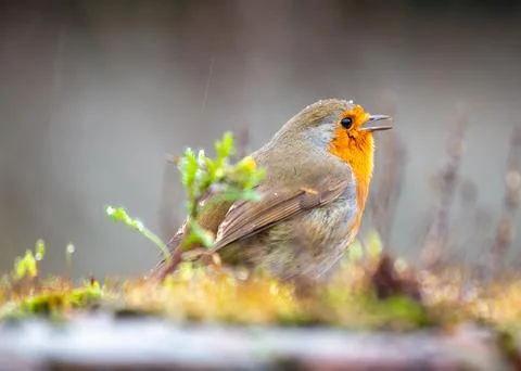 A charming Robin Red Breast (Erithacus rubecula) spotted amidst vibrant flora 스톡 사진