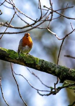 A charming Robin Red Breast (Erithacus rubecula) spotted amidst vibrant flora Foto stock