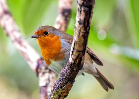 A charming Robin Red Breast (Erithacus rubecula) spotted amidst vibrant flora Foto stock