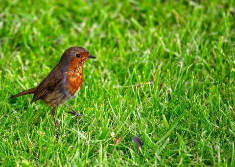 A charming Robin Red Breast (Erithacus rubecula) spotted amidst vibrant flora Stock Photos