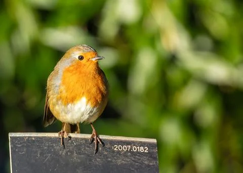 A charming Robin Red Breast (Erithacus rubecula) spotted amidst vibrant flora Stock-Fotos