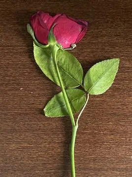 Charming rose Stock Photos