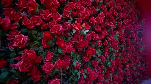 Charming Rose Wall with Red Door and Window 스톡 동영상 343257724