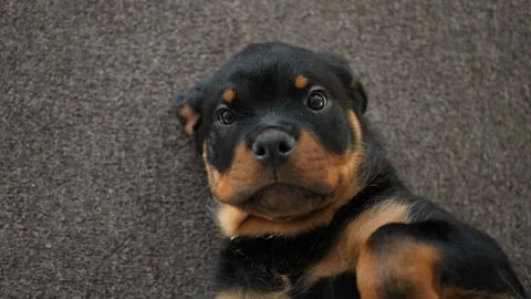 A charming Rottweiler puppy lies on his back and looks at the camera Stock Footage