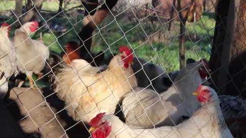 In a charming rural setting, a group of chickens roams around their coop, Stock Footage 292756849