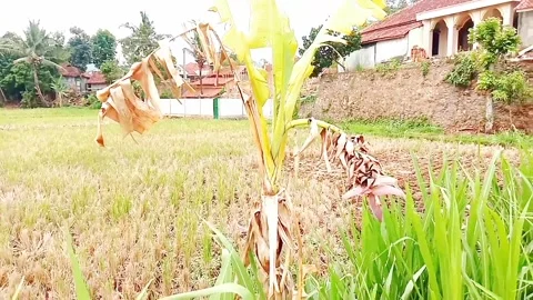 Charming Rural View of Rice Fields with Coconut Trees Stock Footage 276202268
