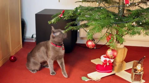 Charming Russian Blue cat playing with Christmas lights, sweet pet Stock Footage 56300151