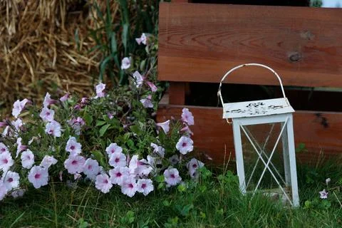 Charming Rustic Arrangement Featuring Delicate Pink Flowers and a Vintage Stock Photos