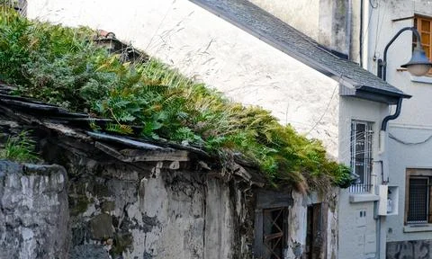 A charming rustic scene depicting an old, weathered slate roof densely covere Stock Photos