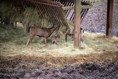 A charming scene captures a delicate red deer fawn and an adult deer peaceful Stock Photos