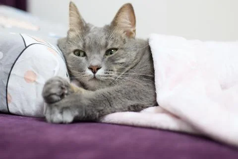 Charming scene featuring a gray tabby cat relaxing in a cozy bed. Stock Photos