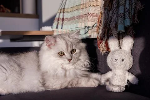 A Charming Scene Featuring a Playful Cat and a Cute Rabbit Plush Toy in a Sunlit Stock Photos