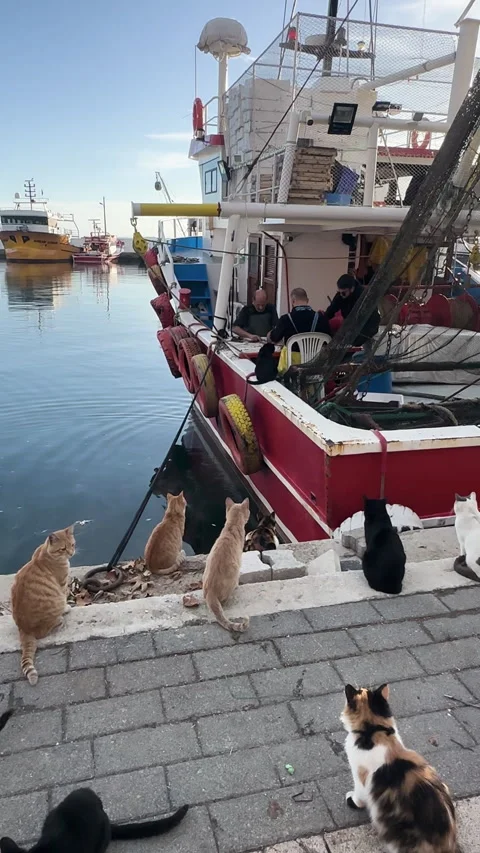A charming scene of multiple cats lounging near the serene harbor Video stock 316162327