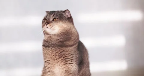 Charming Scottish fold cat with yellow eyes in the rays of the sun Stock Footage 253850188