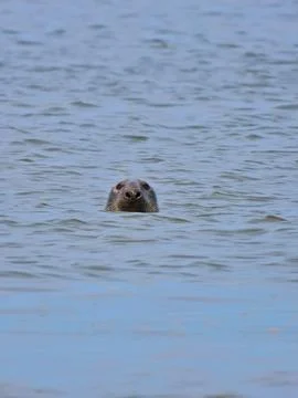 Charming Seal Stock Photos