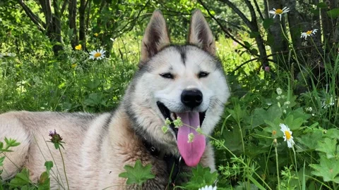 Charming siberian husky resting in a sunlit green meadow of wildflowers Stock Footage 330185429