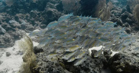 Charming silver and yellow fish hovering close to each other. Stock Footage 260899613