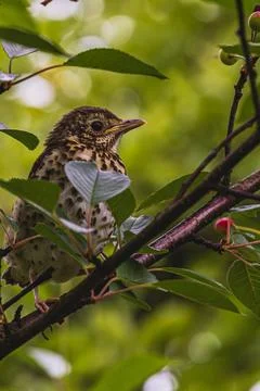 A charming singing thrush sits thoughtfully on a branch Stock Photos