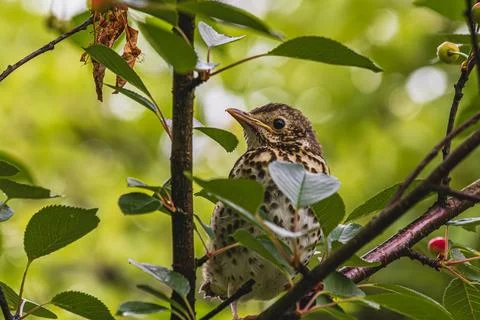 A charming singing thrush sits thoughtfully on a branch Stock Photos
