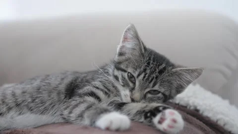 The Charming Sleeping Kitten resting peacefully on a Cozy Couch, basking in Stock Footage 314709582