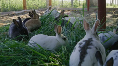 Charming small bunnies on a barnyard of a private house Stock Footage 204162213
