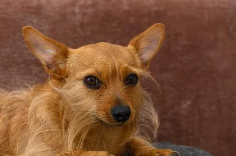 Charming Small Mixed-Breed Terrier with Bright Red Slightly Shaggy Coat and.. Stock-Fotos