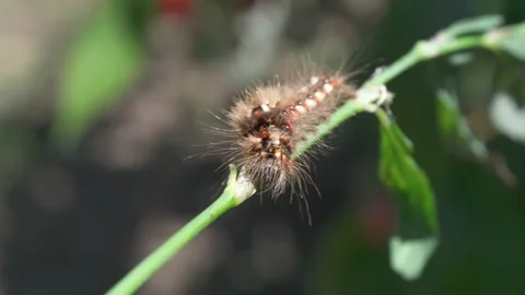 A charming spiny caterpillar can be observed resting on a vibrant green stem in Stock-Footage 311991146