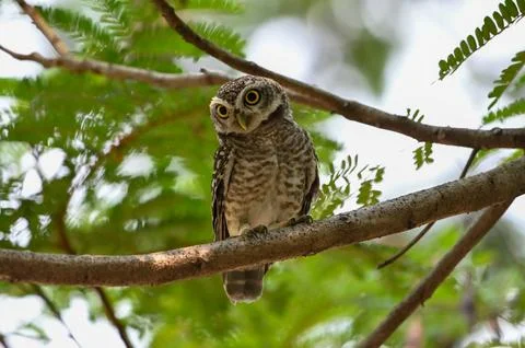Charming Spotted Owl Perched on Tree Branch Foto stock