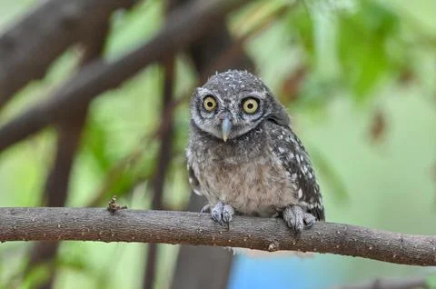 Charming Spotted Owl Perched on Tree Branch Foto stock