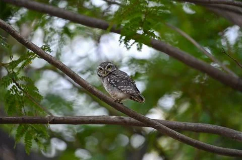 Charming Spotted Owl Perched on Tree Branch Stock Photos