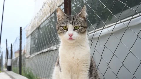 Charming tabby cat playfully posing and licking its lips near a chain link fence Видео 284871037