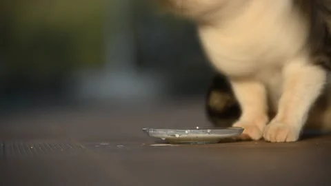Charming tabby cat savoring milk from a saucer in a sunlit room Vídeo Stock 287367649