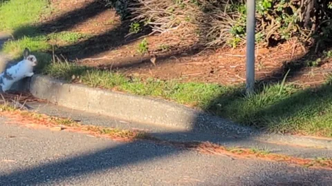 Charming video of a small spotted rabbit running along a residential street curb Video stock 326375099