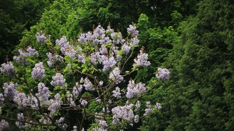 Charming view in botanic garden green tree bushes flowers forest nature leaf Stock Footage 98646002