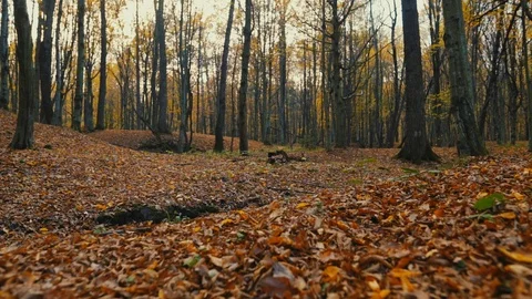 Charming view in forest colorful tree autumn beautiful natural maple light Video stock 98604292