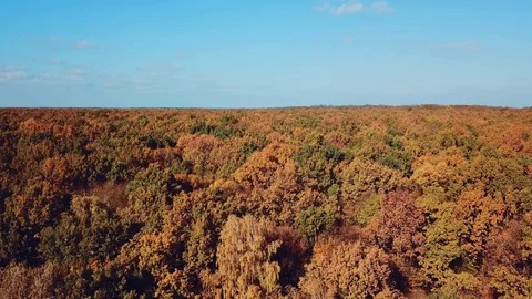 Charming view of green, red, yellow and orange trees on the background Stock Footage 105956532