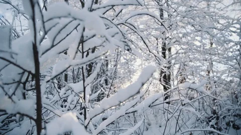 Charming view in a winter park with snow covered trees branch sunlight cold Video stock 100155918