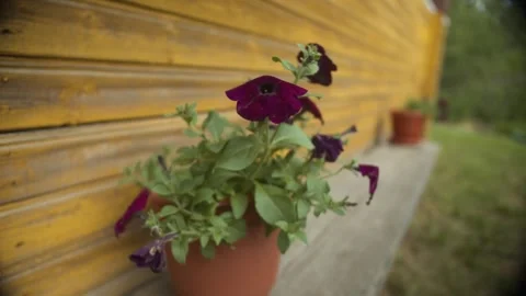 Charming Violet Blooms in a Clay Pot on a Rustic Wooden Bench: A Touch of Spring Stock Footage 257762890