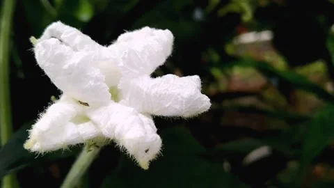 Charming White Bottle Gourd Flower Blooming in the Garden Video stock 341401177