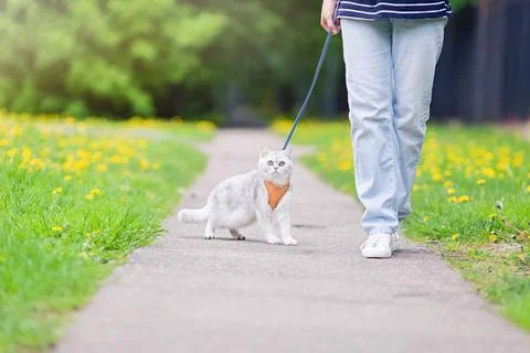 Charming white British cat, walking with the owner in the park, in spring Stock Photos