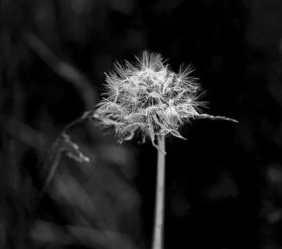 Charming white brooding original dandelion Stock Photos