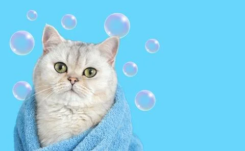 A charming white cat, after bathing, wrapped in a blue towel, on a blue Stock Photos
