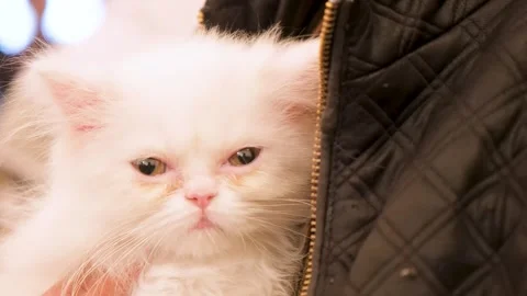Charming white cat relaxing. closeup of White cat. Stock Footage 343816891